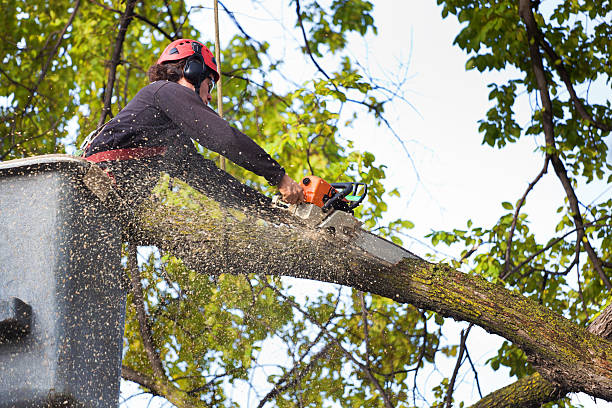 Leaf Removal in Pilot Point, TX