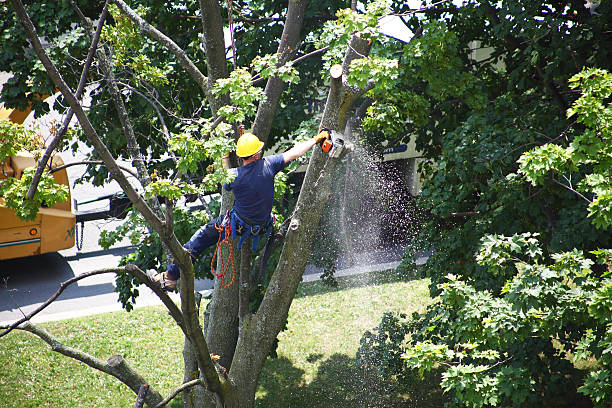 Trusted Pilot Point, TX Tree Removal Services Experts